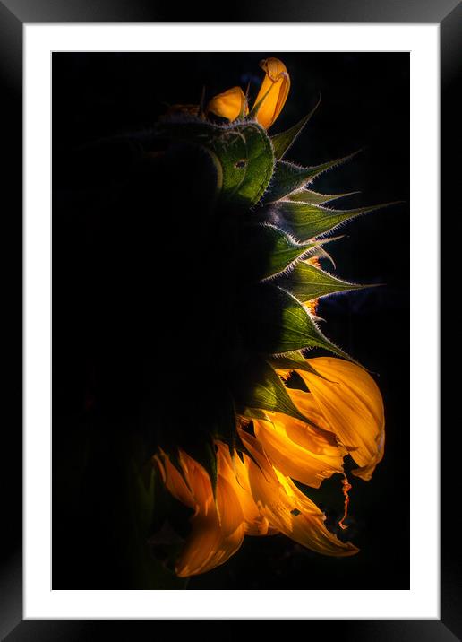 Sunflower eclipse Framed Mounted Print by Steve Taylor