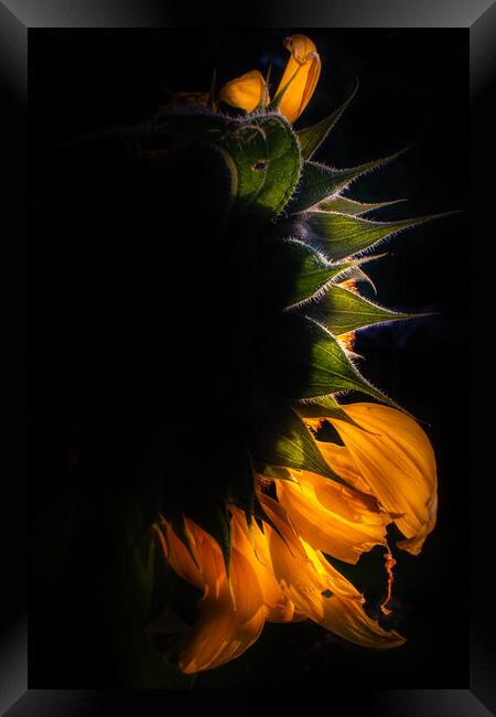 Sunflower eclipse Framed Print by Steve Taylor