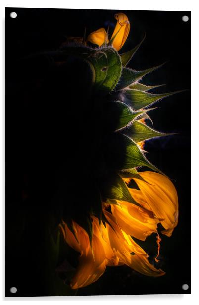 Sunflower eclipse Acrylic by Steve Taylor