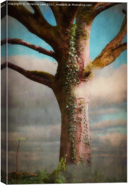 Tree In The Mist Canvas Print by Christine Lake