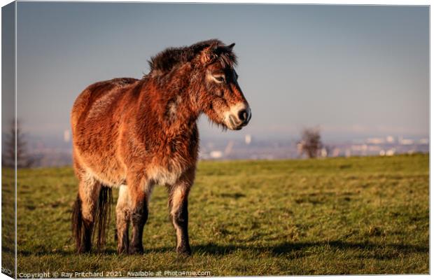 Exmoor Pony On Cleadon Hills Canvas Print by Ray Pritchard