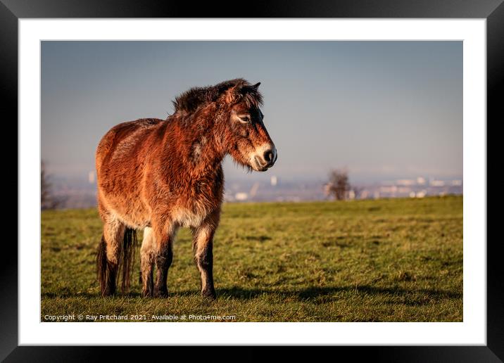 Exmoor Pony On Cleadon Hills Framed Mounted Print by Ray Pritchard