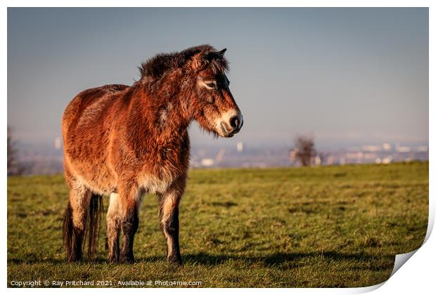 Exmoor Pony On Cleadon Hills Print by Ray Pritchard