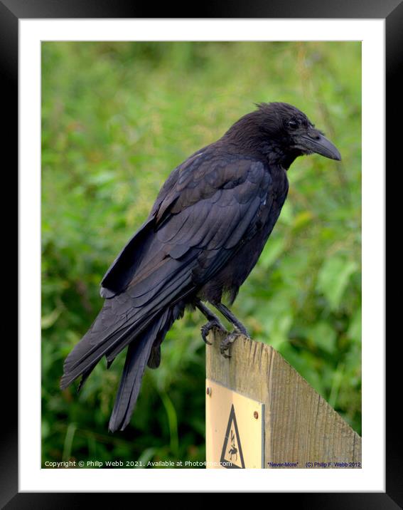 Raven on a Post Framed Mounted Print by Philip F Webb