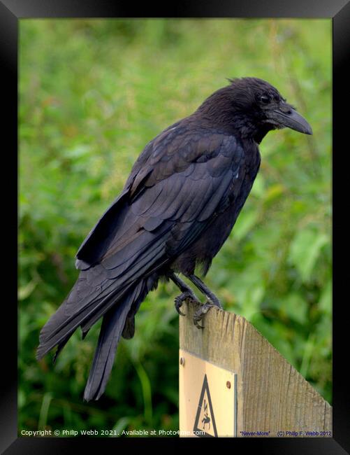 Raven on a Post Framed Print by Philip F Webb