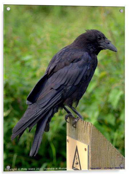Raven on a Post Acrylic by Philip F Webb