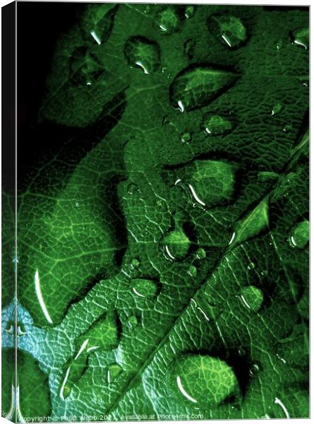 LEAVES AFTER RAIN Canvas Print by Philip F Webb
