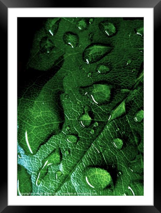 LEAVES AFTER RAIN Framed Mounted Print by Philip F Webb
