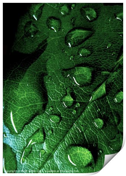 LEAVES AFTER RAIN Print by Philip F Webb