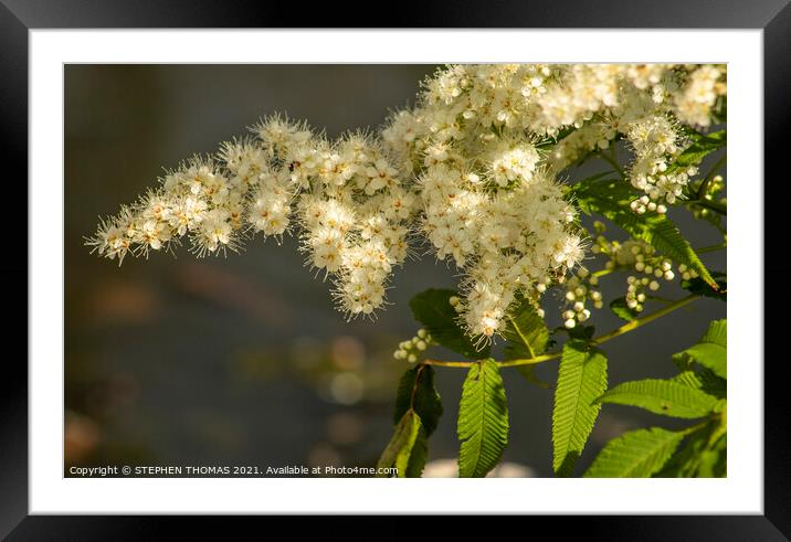 Sorbaria Sorbifolia Framed Mounted Print by STEPHEN THOMAS