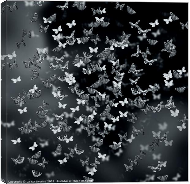 Night butterflies Canvas Print by Larisa Siverina