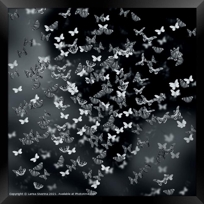 Night butterflies Framed Print by Larisa Siverina