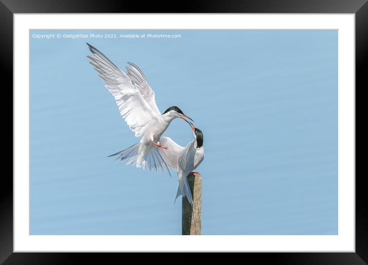 Common Terns Squabbling Framed Mounted Print by GadgetGaz Photo