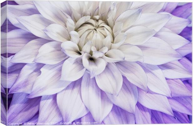 Purple & Cream Dahlia Leaves Canvas Print by Peter Greenway