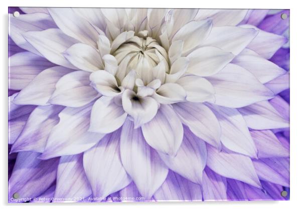 Purple & Cream Dahlia Leaves Acrylic by Peter Greenway