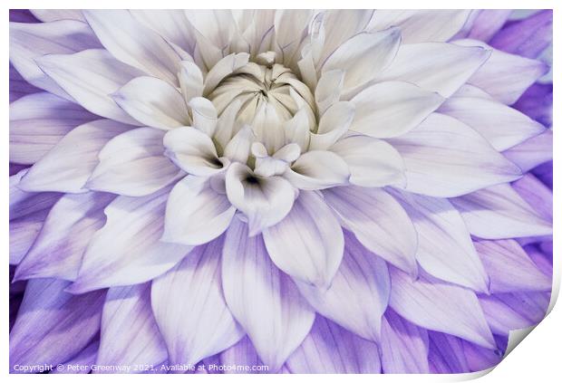 Purple & Cream Dahlia Leaves Print by Peter Greenway