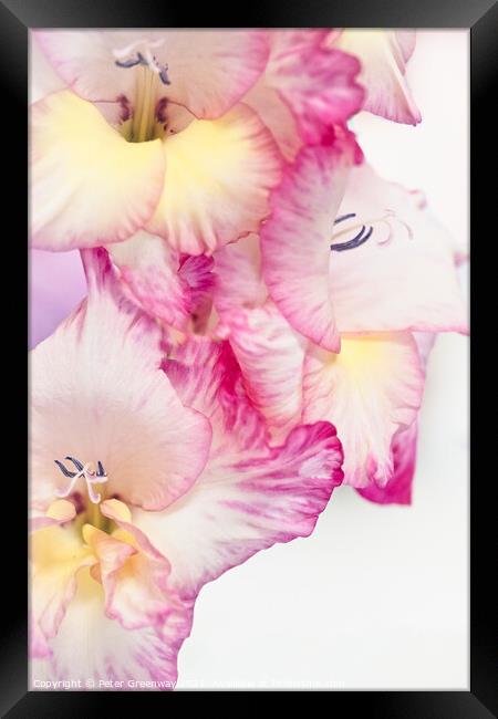 Coloured Gladioli Petals Framed Print by Peter Greenway