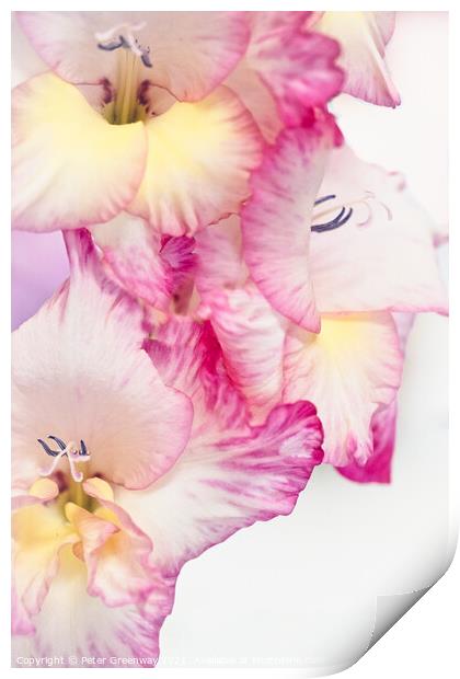 Coloured Gladioli Petals Print by Peter Greenway