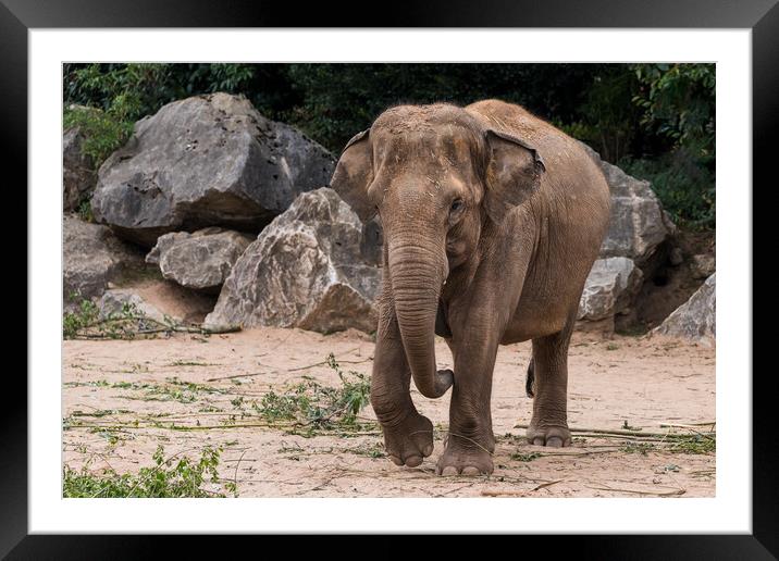 Asian elephant walking towards the camera Framed Mounted Print by Jason Wells