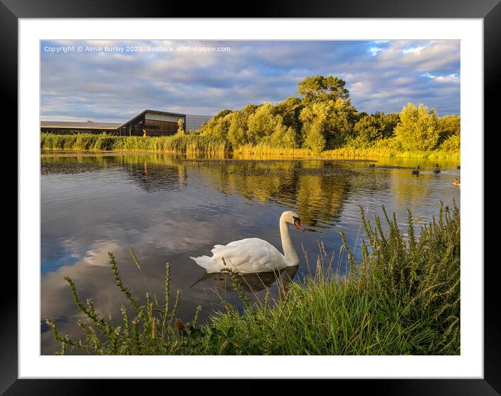 Lone Swan Framed Mounted Print by Aimie Burley