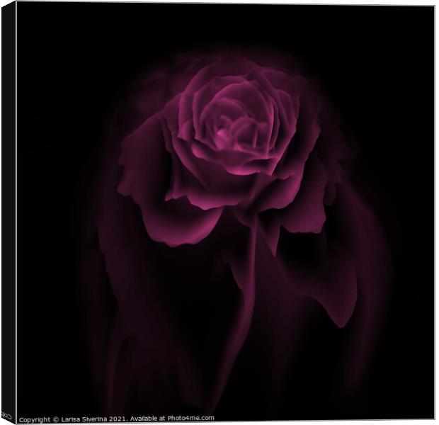 Purple rose Canvas Print by Larisa Siverina