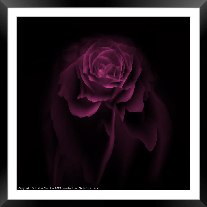 Purple rose Framed Mounted Print by Larisa Siverina