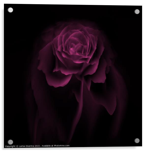 Purple rose Acrylic by Larisa Siverina