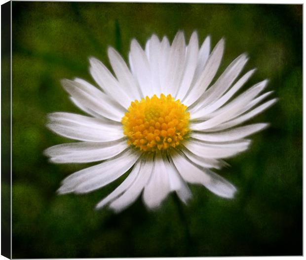 painted daisy (reuploaded) Canvas Print by Heather Newton
