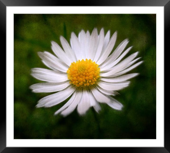 painted daisy (reuploaded) Framed Mounted Print by Heather Newton