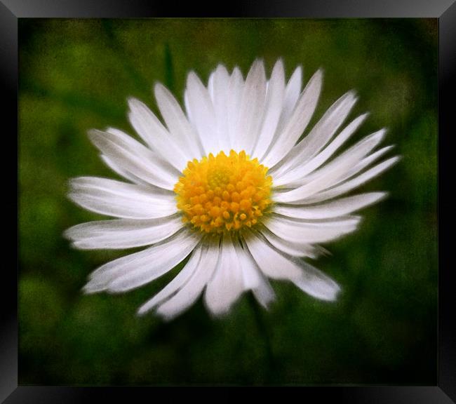 painted daisy (reuploaded) Framed Print by Heather Newton