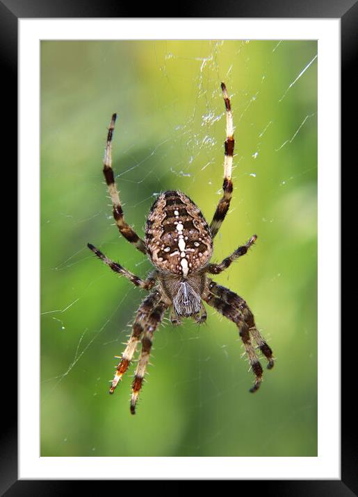 European garden spider Framed Mounted Print by Susan Snow