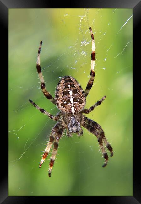 European garden spider Framed Print by Susan Snow