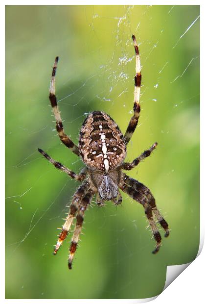European garden spider Print by Susan Snow