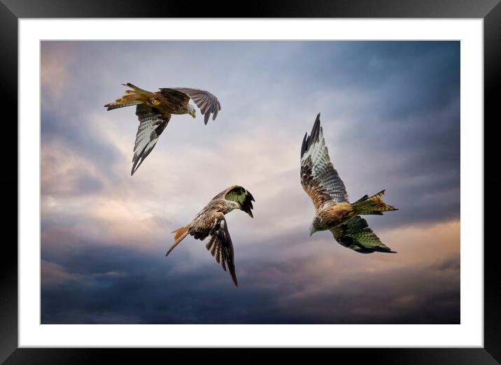 Three Red Kites in flight Framed Mounted Print by Leighton Collins