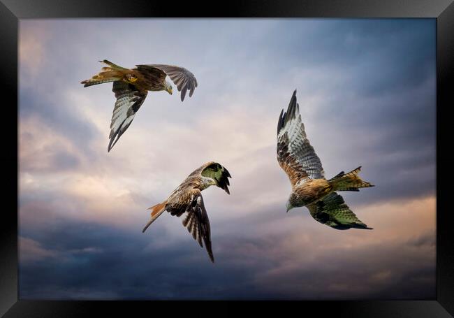 Three Red Kites in flight Framed Print by Leighton Collins