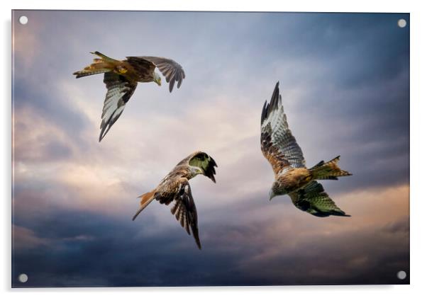 Three Red Kites in flight Acrylic by Leighton Collins