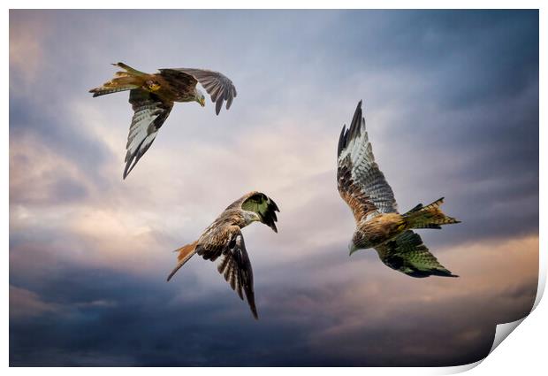 Three Red Kites in flight Print by Leighton Collins