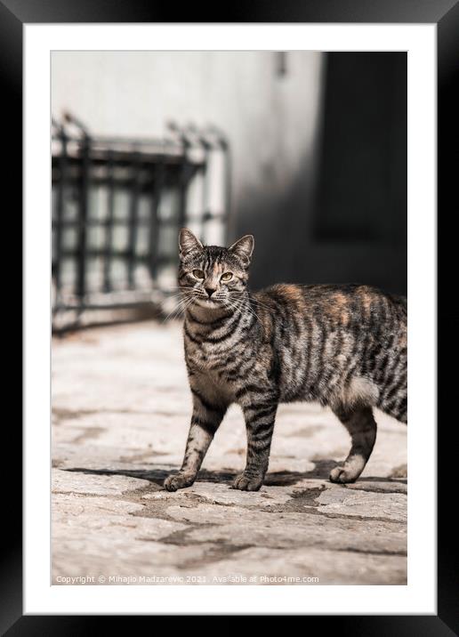 Cat stares confused Framed Mounted Print by Mihajlo Madzarevic