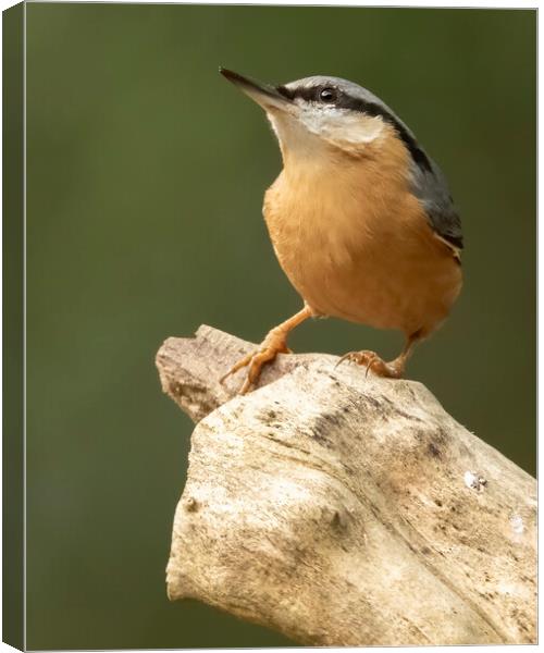 Nuthatch Canvas Print by Jonathan Thirkell