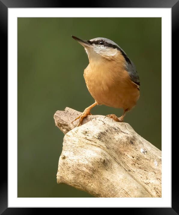 Nuthatch Framed Mounted Print by Jonathan Thirkell