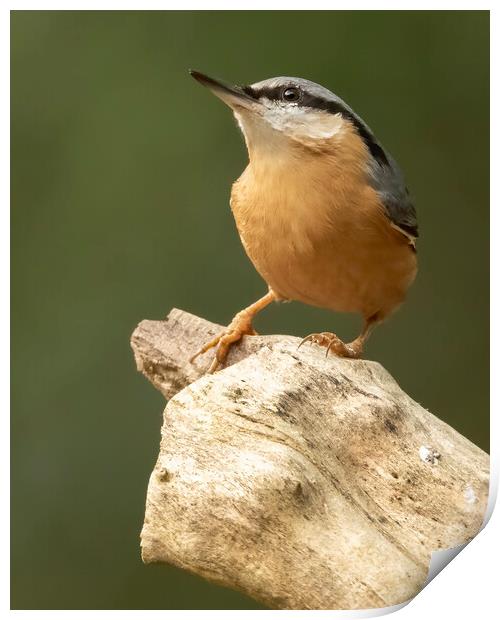 Nuthatch Print by Jonathan Thirkell