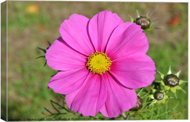 Pink Cosmos flower  Canvas Print by Paulina Sator