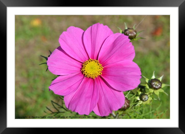 Pink Cosmos flower  Framed Mounted Print by Paulina Sator