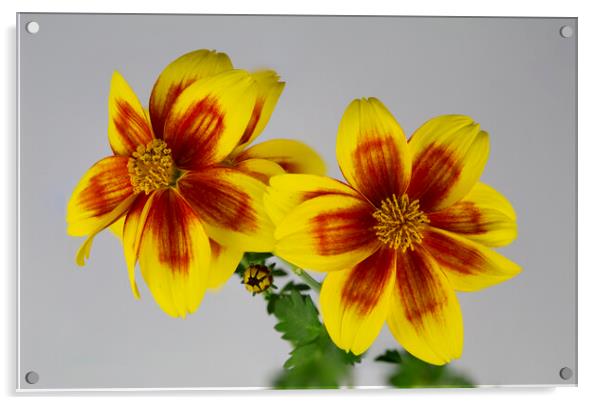Bidens Bidy Boom Red Eye Flowers of the Asteraceae Family Acrylic by Antonio Ribeiro