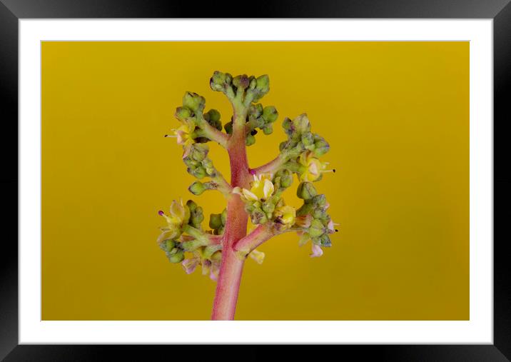 Mango Tree Flowers Framed Mounted Print by Antonio Ribeiro