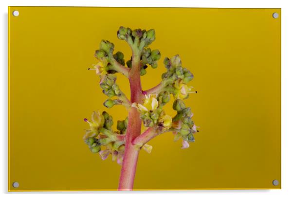 Mango Tree Flowers Acrylic by Antonio Ribeiro