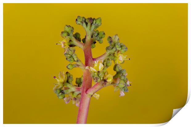 Mango Tree Flowers Print by Antonio Ribeiro