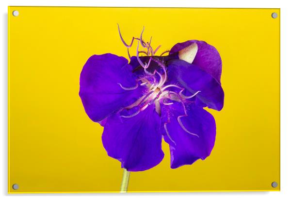 Tibouchina Jazzie Flower Acrylic by Antonio Ribeiro