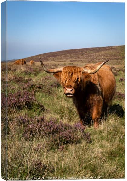 Highland cattle Canvas Print by Daryl Peter Hutchinson