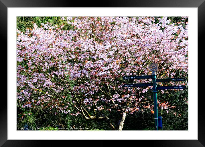 Cherry Blossom. Framed Mounted Print by john hill